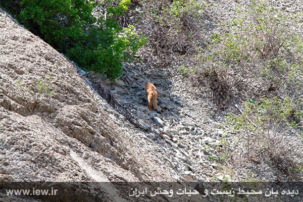 Pallas's cat captured in Azar-Shahr, Tabriz, Azerbaijan Province