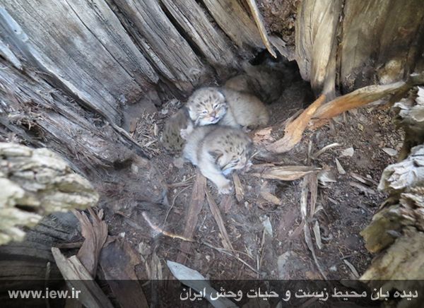 Pallas's cat captured in Azar-Shahr, Tabriz, Azerbaijan Province