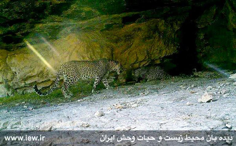 Persian leopards00