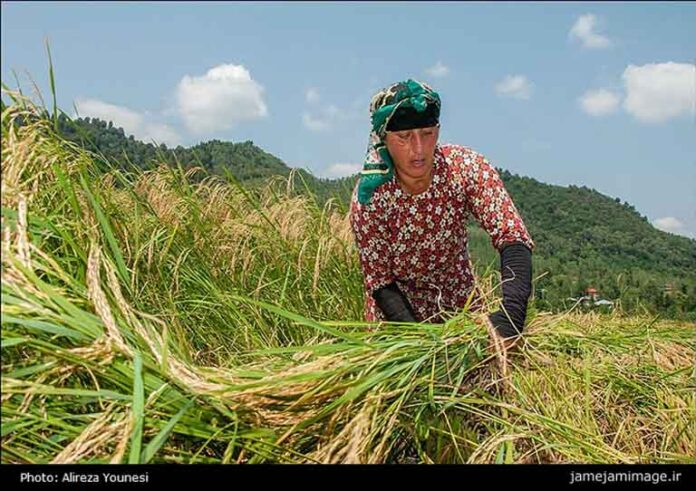Rice harvest00