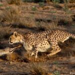 cheetah5