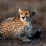 cheetah9