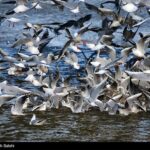 Migratory birds7_260