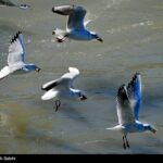 Migratory birds_103