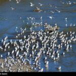 Migratory birds_457