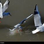 Migratory birds_457 (2)