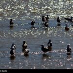 Migratory birds_546