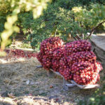 Pomegranate 25