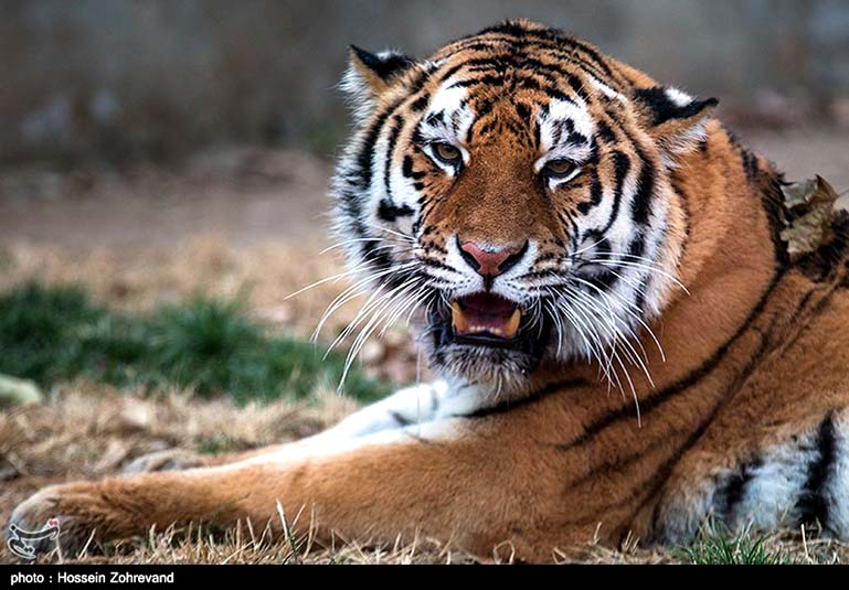 Siberian tiger10