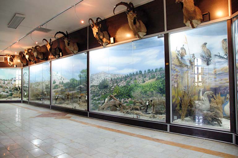 Qeshm Geo-park Museum; Prominent Wildlife Museum in Iran