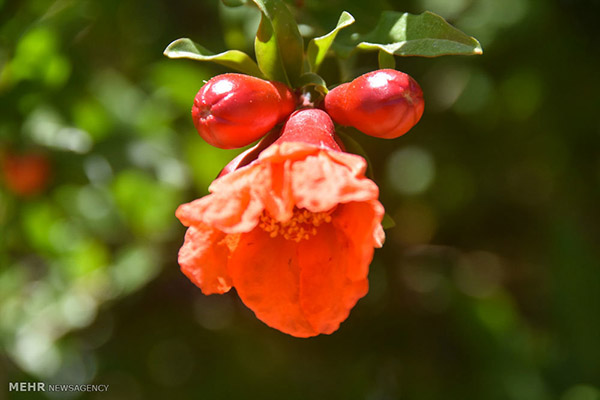 Iran's Beauties in Photos: Pomegranate Blossoms