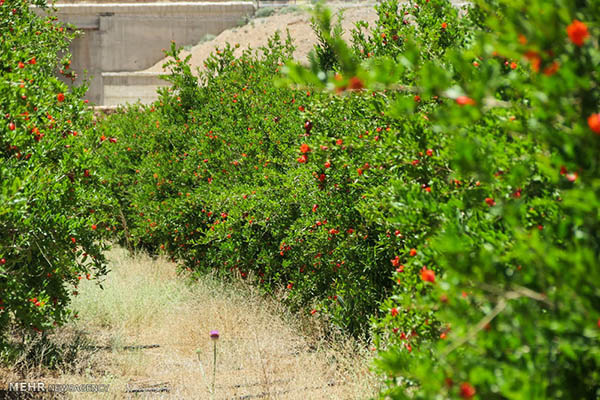 Iran's Beauties in Photos: Pomegranate Blossoms