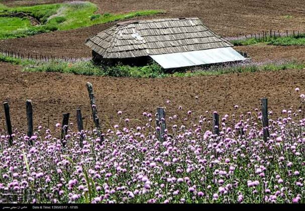 Poppies in Shekardasht County