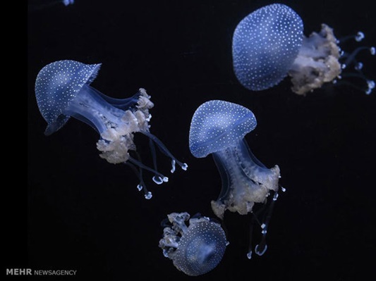 jellyfish protein
