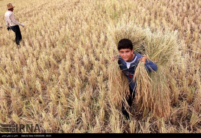 Harvesting Rice