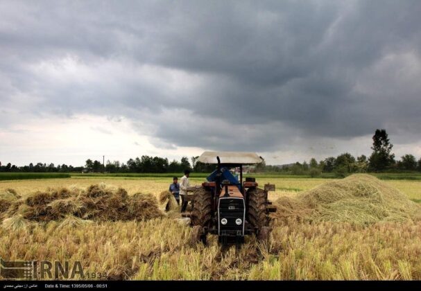 Harvesting Rice