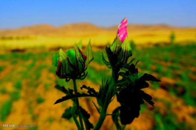 Medicinal Herbs in Iran’s Zagros Mountains