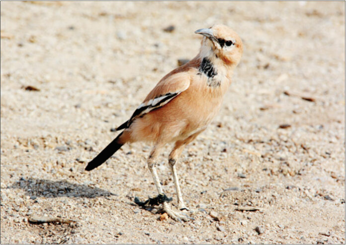 Persian jay