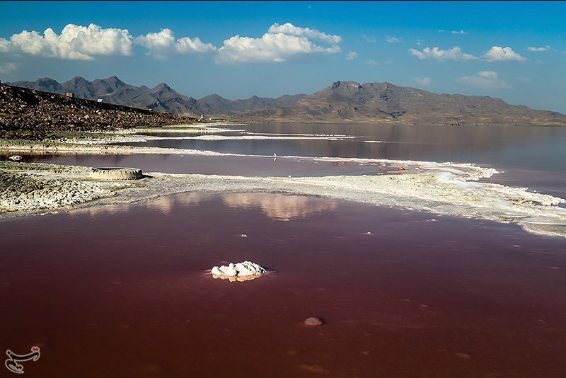 As Lake Urmia replenishes Artemia returns to the lake - Tehran Times