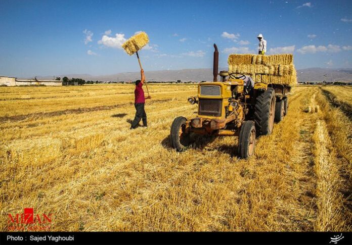 Wheat Fields _283