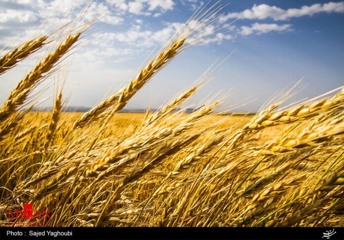 Wheat Fields _618