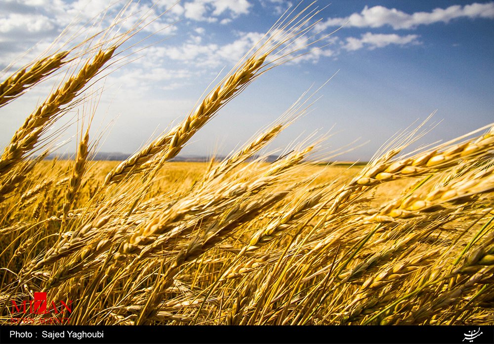 Wheat Fields _618