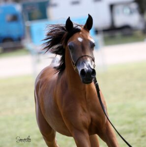 Arab Horse 1