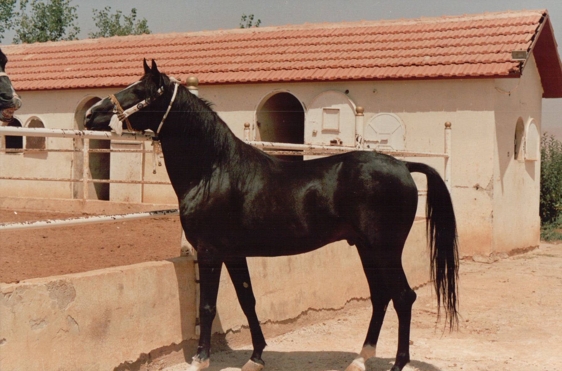Arab Horse