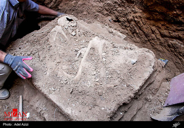 Skeleton of 7,500-Year-Old Man Found Almost Intact in Iran