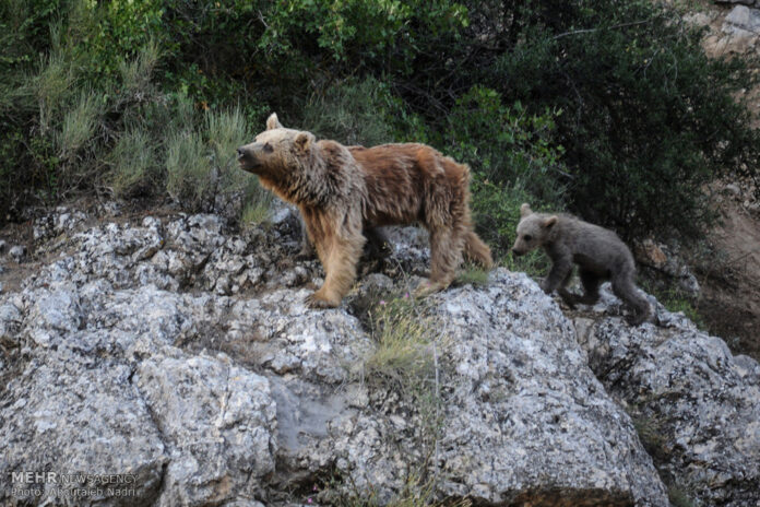 Golestan National Park