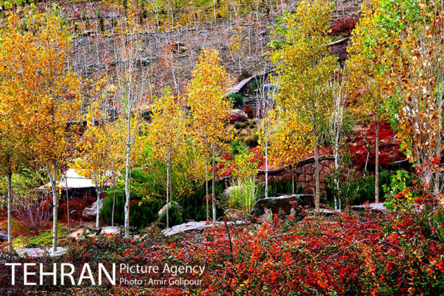 Colourful Autumn in Tehran's Abshar Mountain Park
