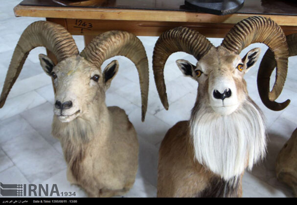 Taxidermied Animals