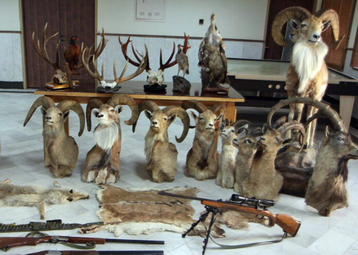 taxidermied taxidermied