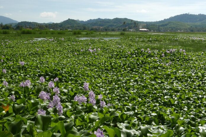water hyacinth