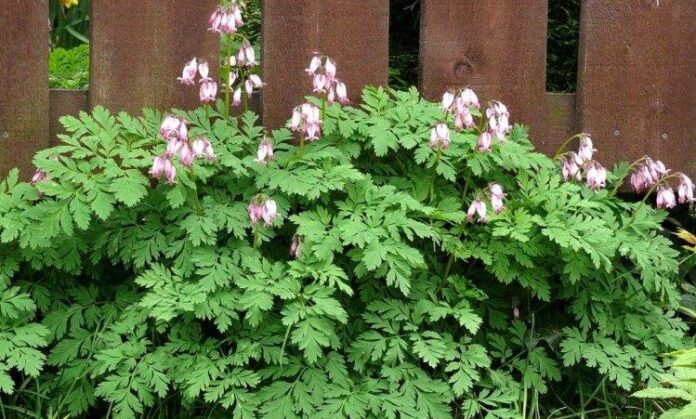 Medical Herbs-Shahtareh