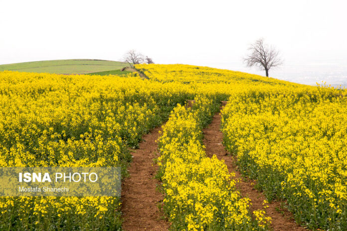 Rapeseed Fields in Northern Iran-04