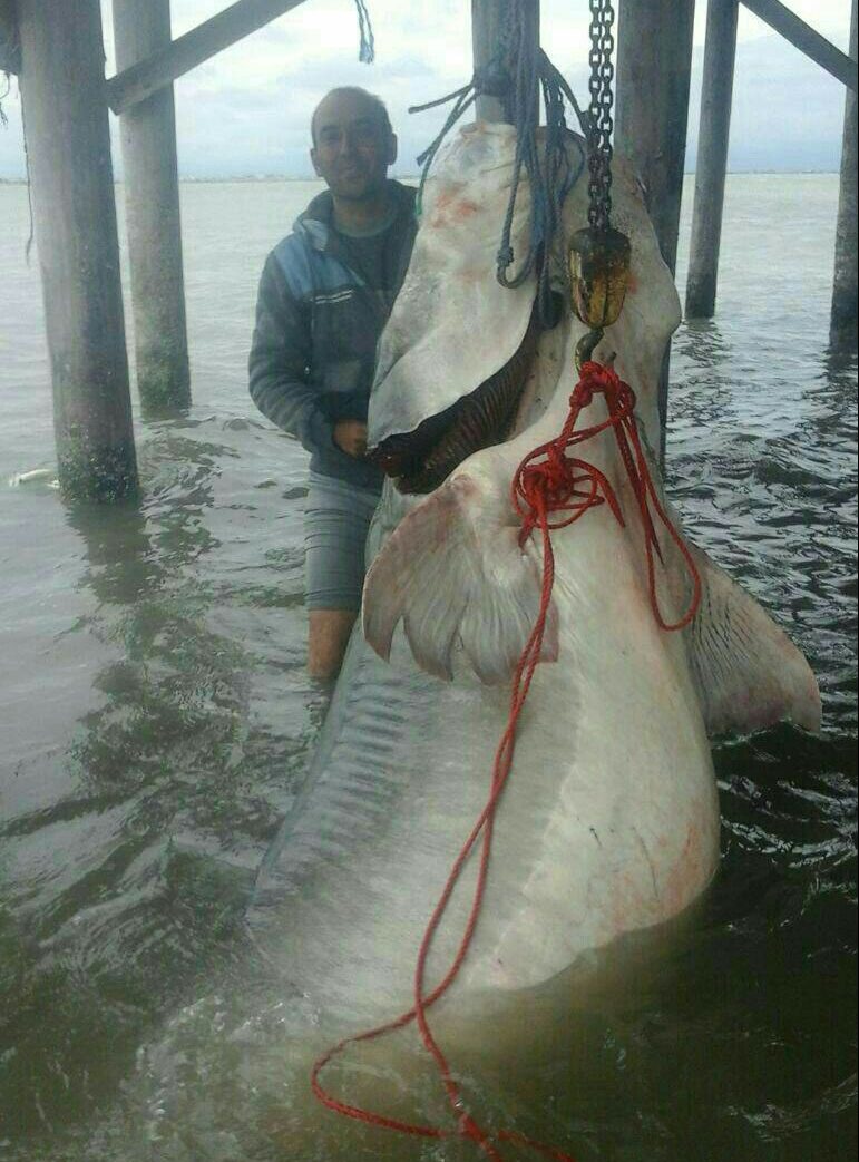 600kg Beluga Caught from Caspian Sea
