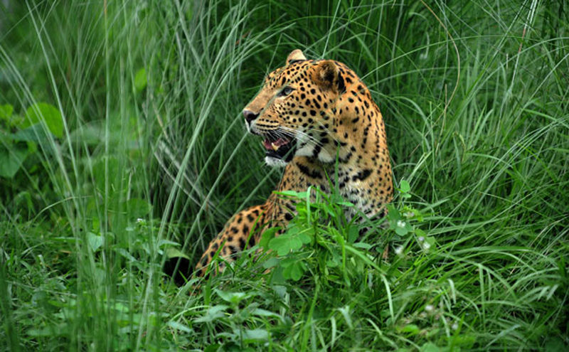 Leopard on Runway Shuts Down Nepal Airport