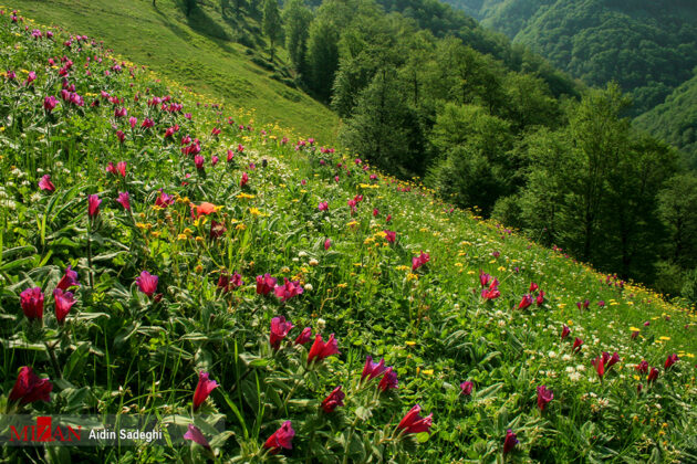 Spring in Baharestan, North of Iran (5)