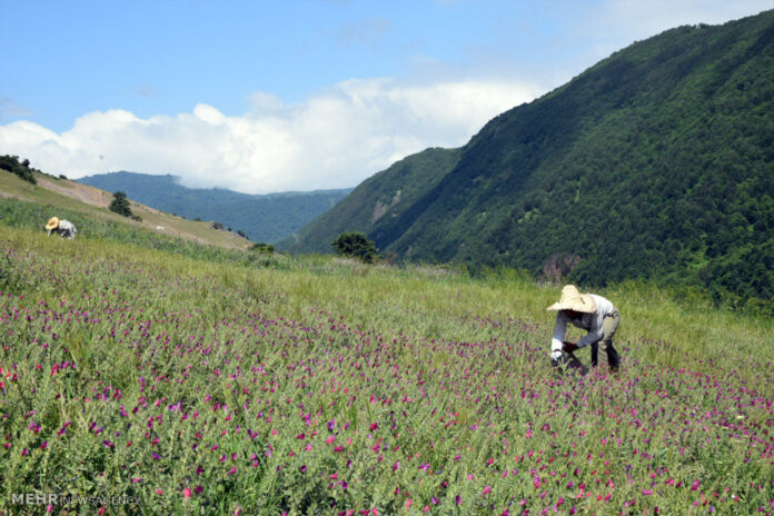 Farmers in Northern Iran Start Harvesting Borage10 Farmers in Northern Iran Start Harvesting Borage10