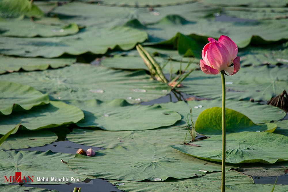 Tourists Amazed by Lotus Lagoons in Northern Iran