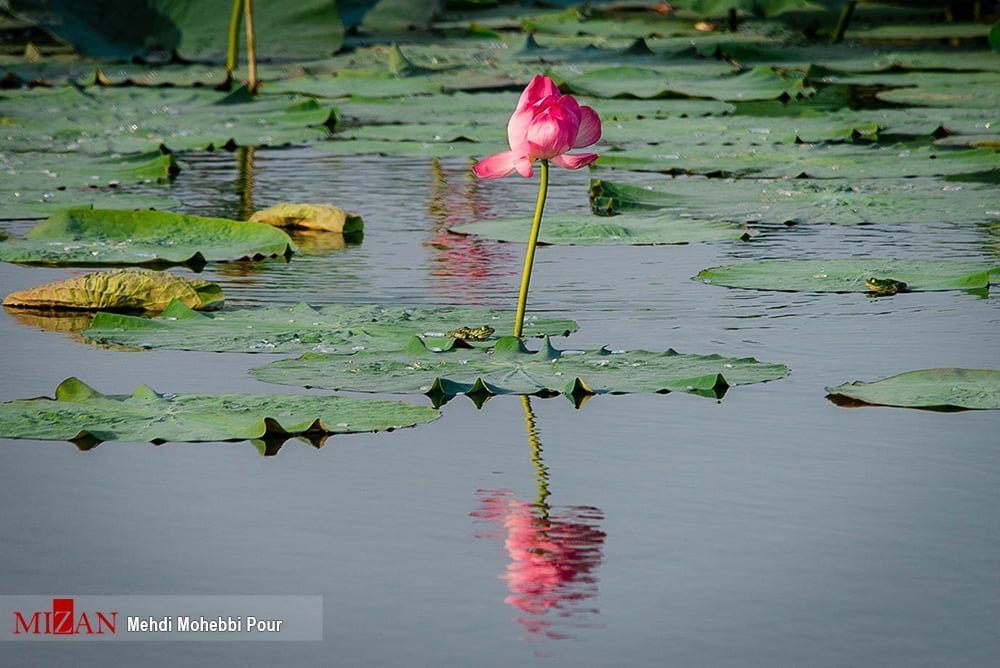 Tourists Amazed by Lotus Lagoons in Northern Iran