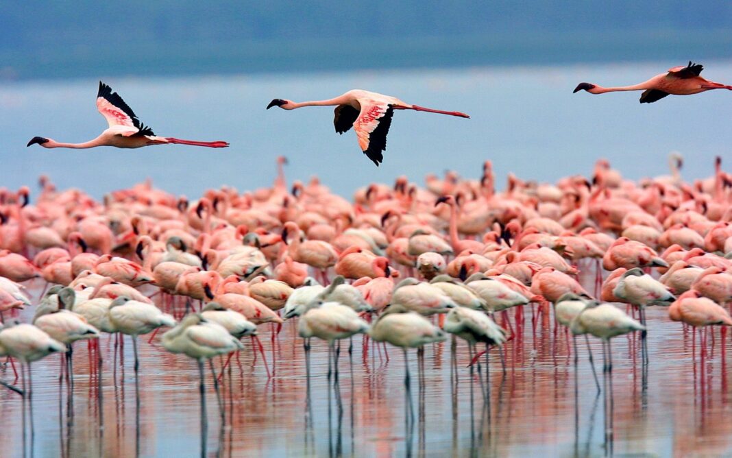 Thousands of Flamingos Delay Migration from Lake Urmia