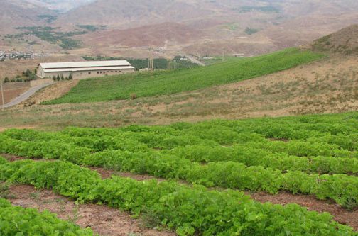 ايران ..ارتفاع الاستثمار الاجنبي في قطاع الزراعة لـ 300 ضعفا