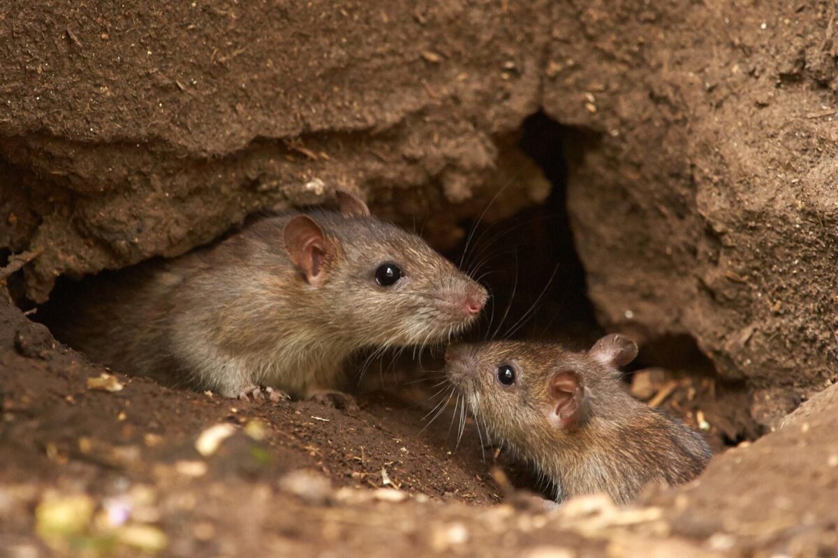 Iranian Researchers Produce Non-Toxic Rat Poison 1 Iranian Researchers Produce Non-Toxic Rat Poison