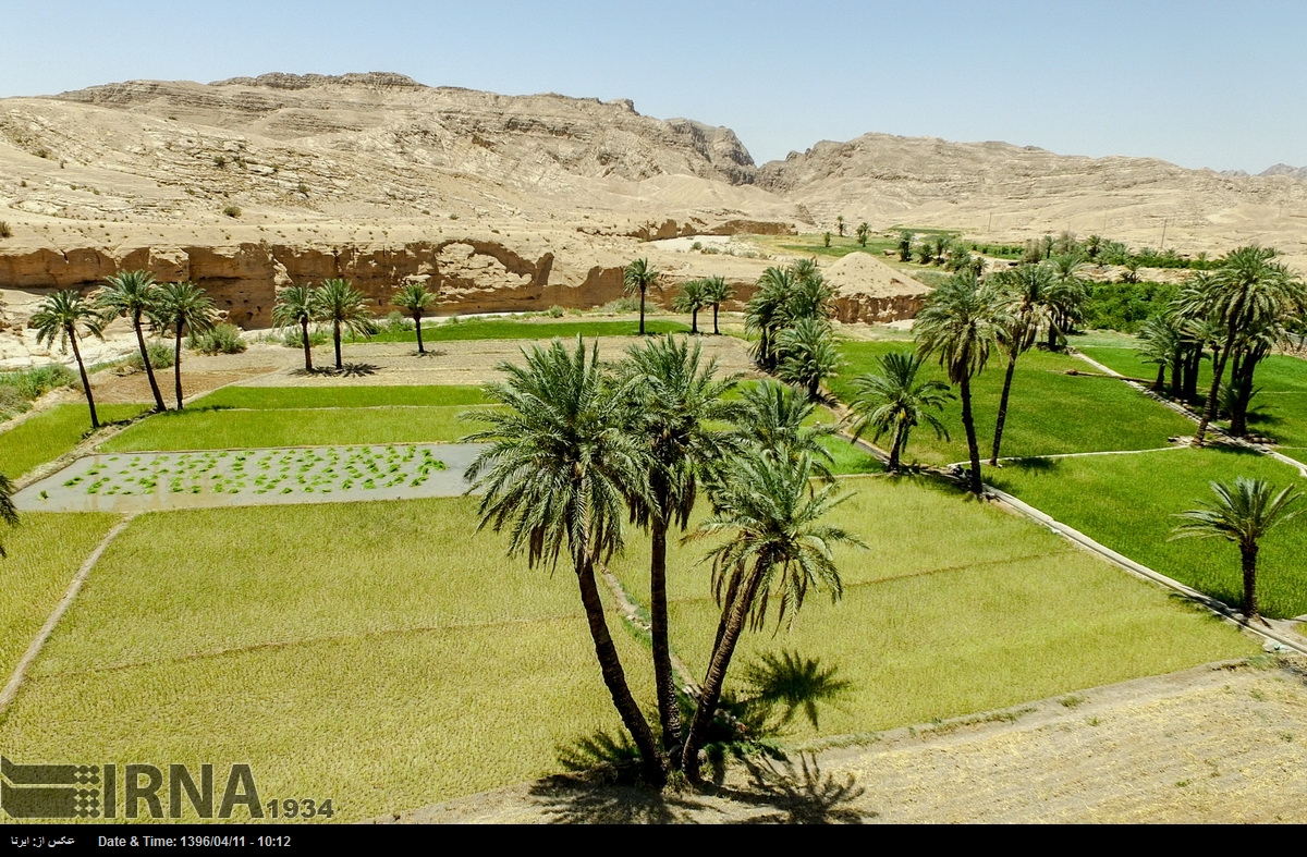 Rice Cultivation in Iran’s Eastern Deserts