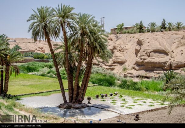 Rice Cultivation in Iran’s Eastern Deserts