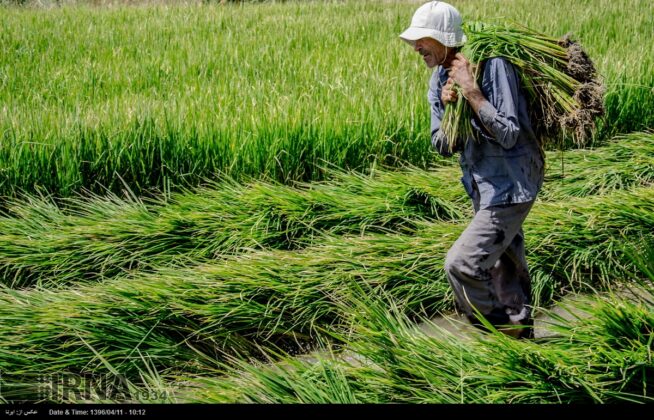 Rice Cultivation in Iran’s Eastern Deserts