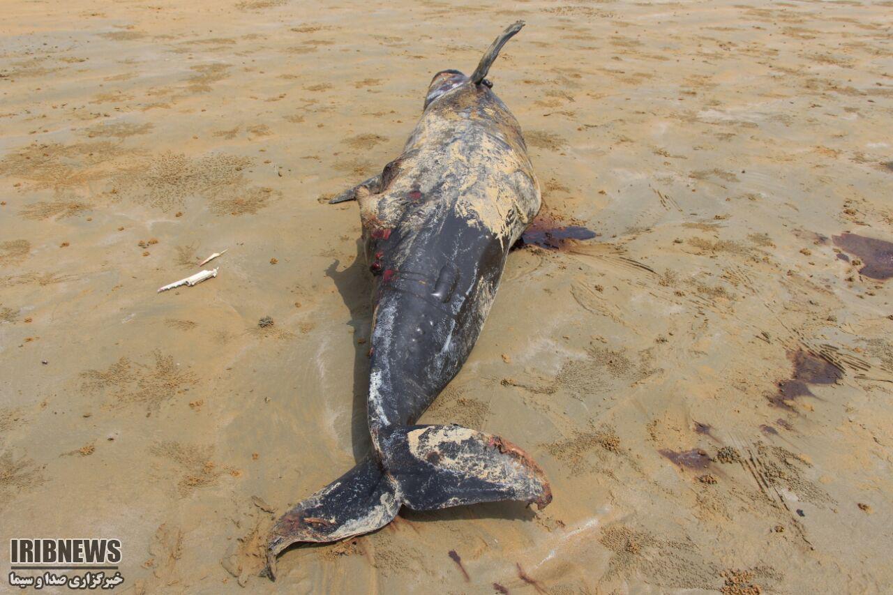 Two Marine Mammals Wash Up Dead on Iranian Coast