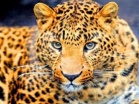 Male Persian Leopard to Return Home from Portugal for Mating